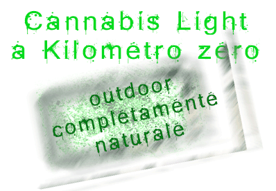 Cannabis Light shop Ancona completamente naturale